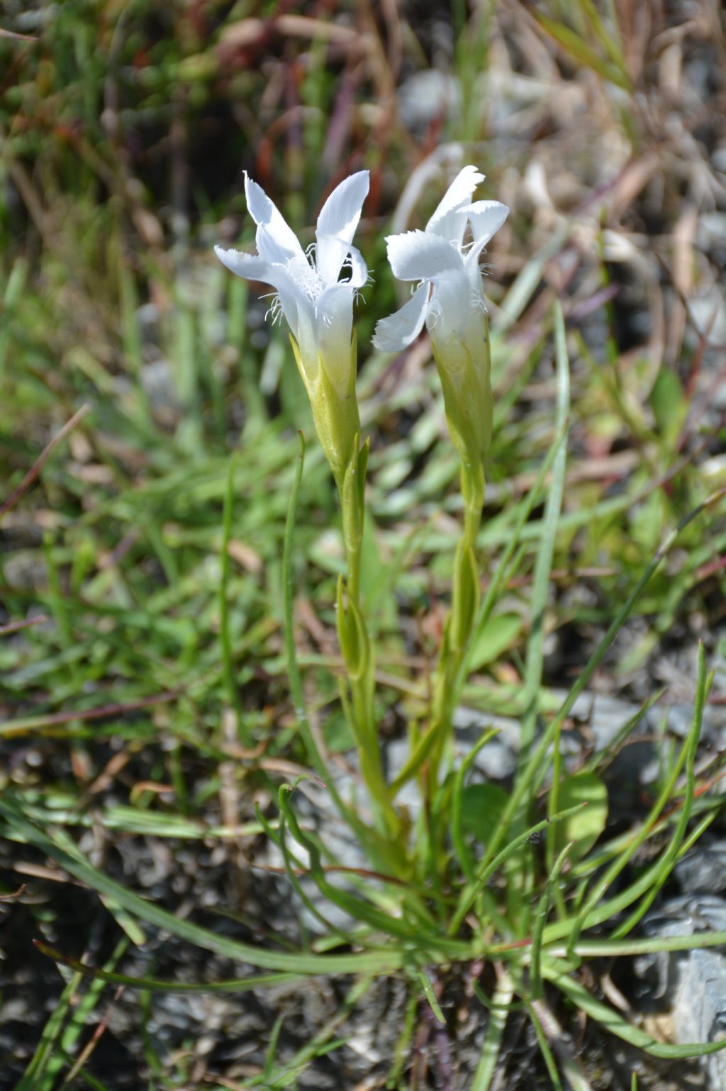 Gentianopsis ciliata e forma alba